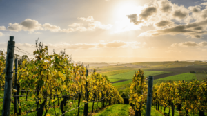 Droit rural viticole avocat Dijon Montbard