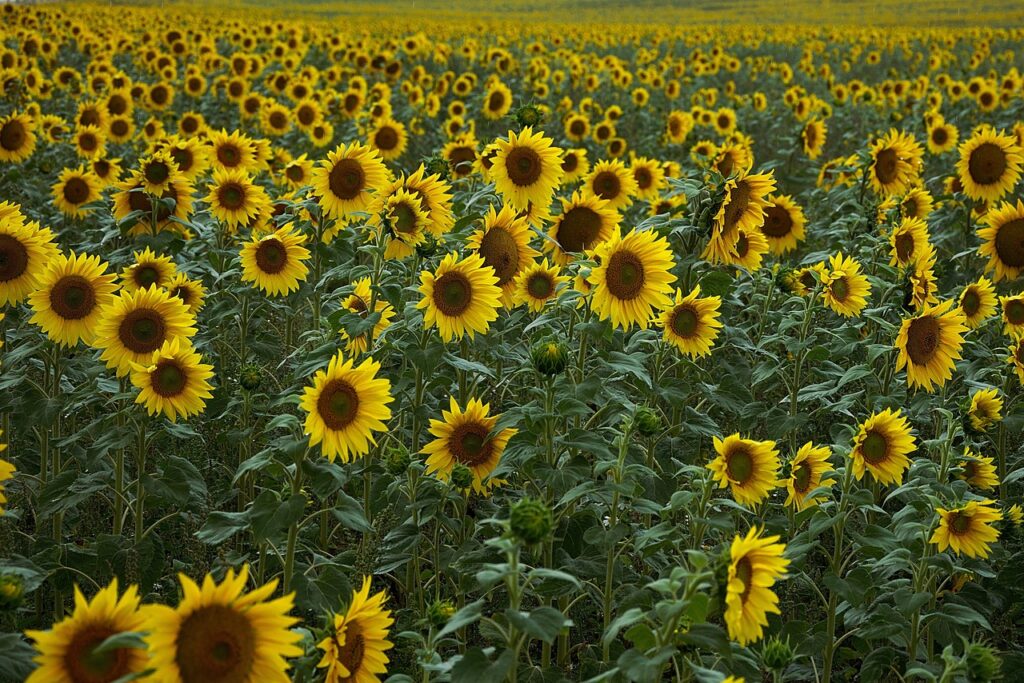 sunflowers, field, flowers-4386505.jpg