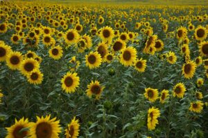 sunflowers, field, flowers-4386505.jpg